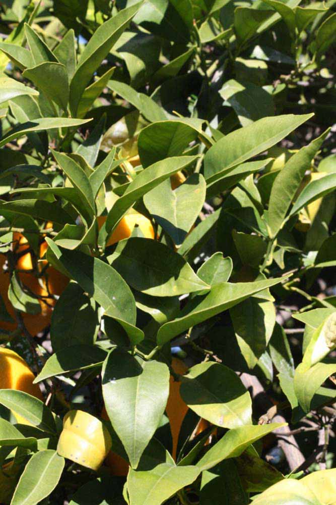            Sun leaves (Riverside, CA)   